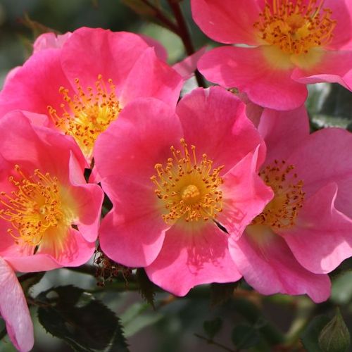 Rosen Online Shop - bodendecker rosen  - rosa - Rosa Topolina® - duftlos - Tim Hermann Kordes - -